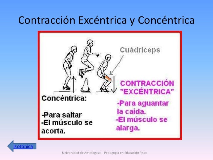 contraccion isotonica concentrica